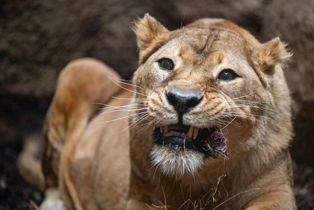 Zagreb: Podjela darova životinjama u Zoološkom vrtu
