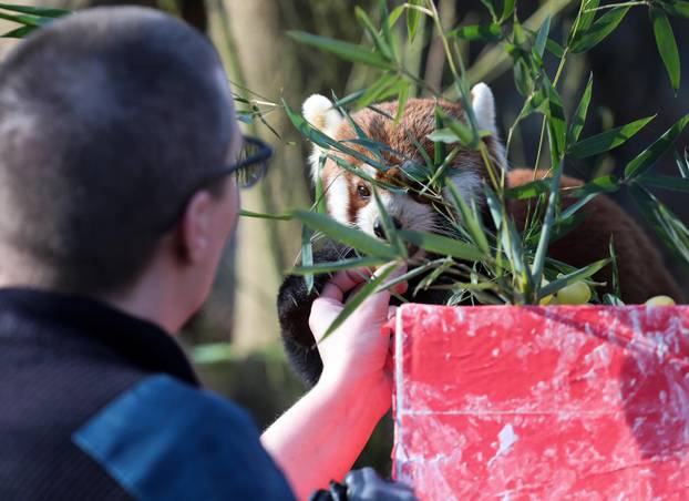 Tradicionalno darivanje životinja u zagrebačkom zoološkom vrtu na Štefanje