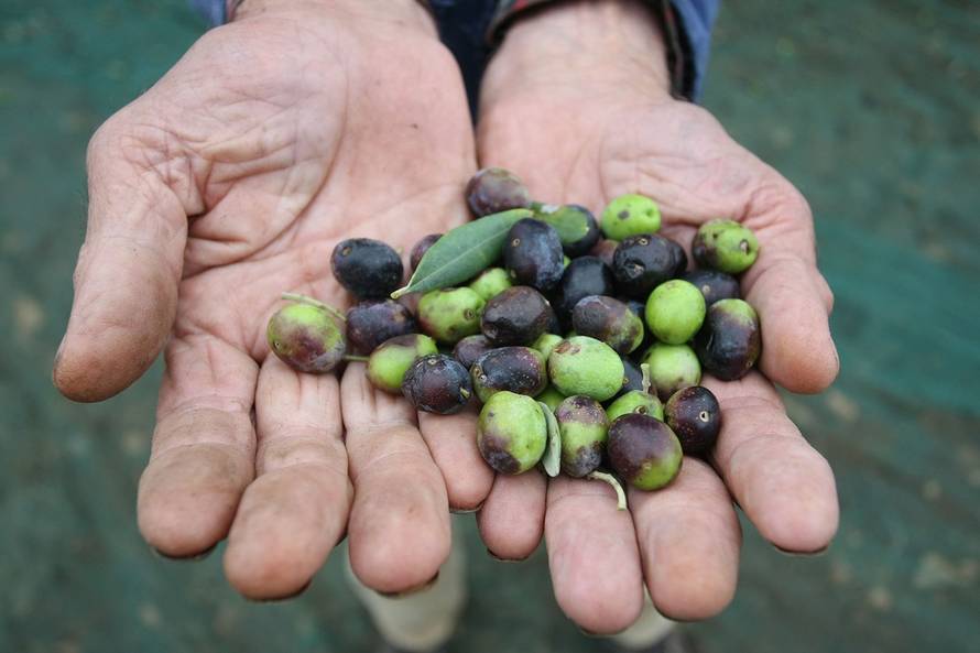 Duško Marušić/PIXSELL