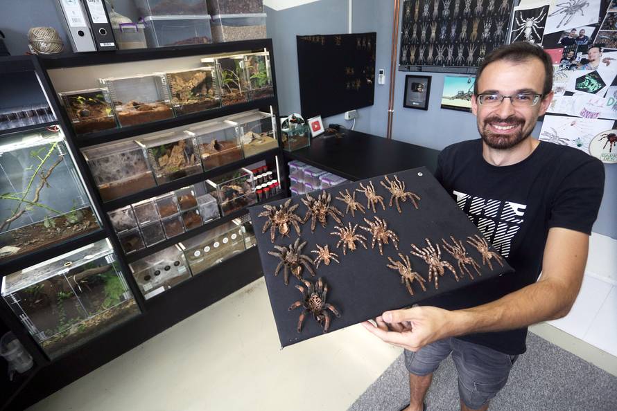 Marko je kralj tarantula: Ima ih 150, a pokrenuo je i posao...