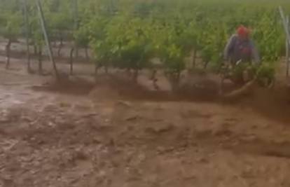 Bujica poplavila vinograd: Pola sata radnici su se držali za loze