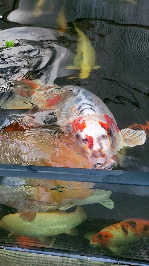 They’re hooked! Family-of-three baffled by pet fish because he has human face