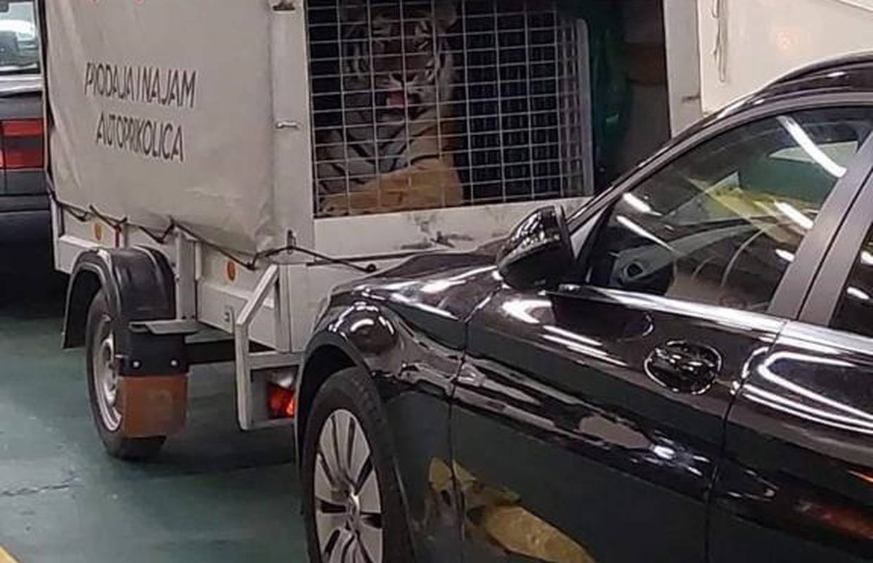 WWF o slučaju tigra na trajektu: 'Potrebne su ozbiljne promjene'