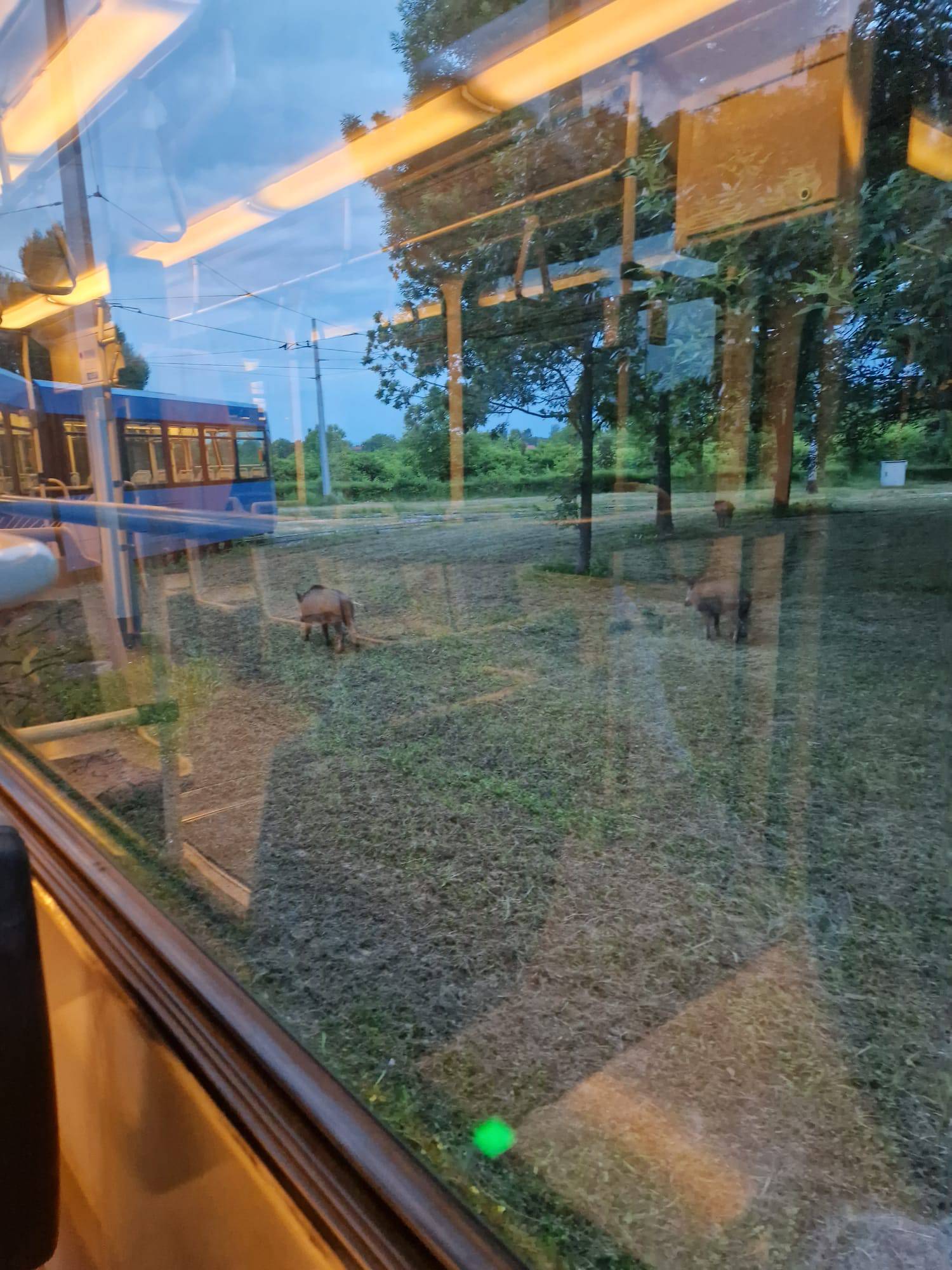 FOTO Divlje svinje završile sa noćnom smjenom pa čekale tramvaj na okretištu u Prečkom