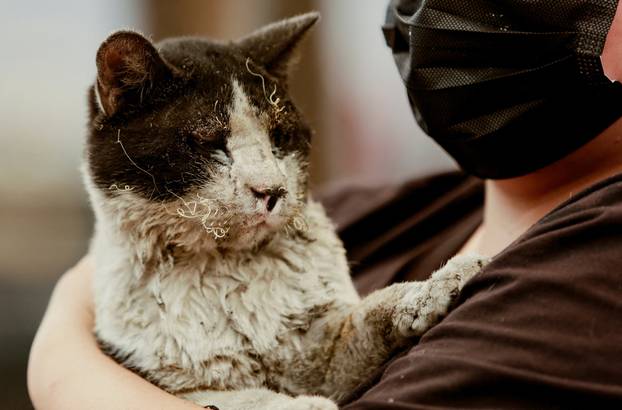 Wildfire burns in Chile