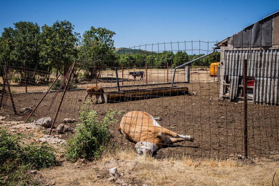 Gornje Maovice: Mjesto gdje je potvrđen slučaj bedrenice