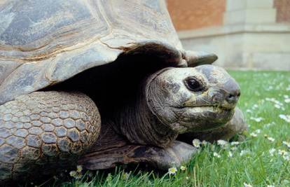 Najstarija kornjača uginula u dobi od 146 godina