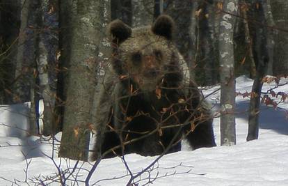 Nove kante za smeće bit će misterij za medvjede