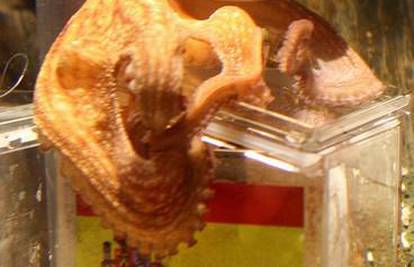 Hobotnici Paulu vrijednost je porasla na 3 milijuna €
