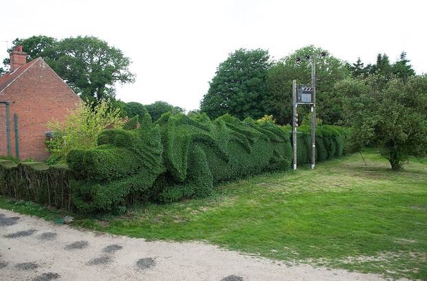 Clipping This Hedge Is A Monster Job