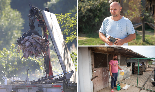 Mnogi uzgajivači zbog kuge već odustaju od svinja, neki još ne: 'Najgore je kad kažu: Pobij sve'
