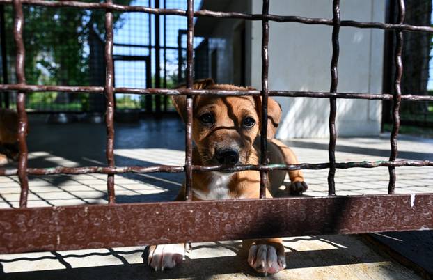 Zagreb: Sklonište za životinje u Dumovcu