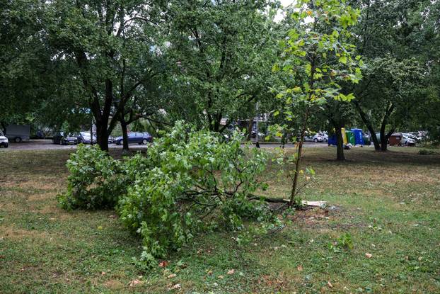 Zagreb: Vatrogasci uklanjaju stablo koje je palo u Ulici Svetog Mateja