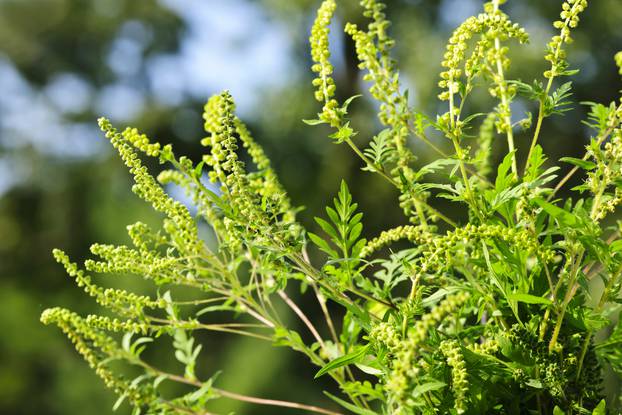 Close-up of green pollen on ragweed plant