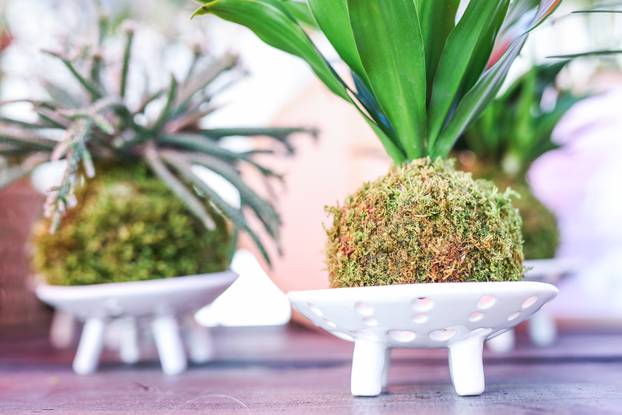 Zagreb: Izložba biljaka Plant market