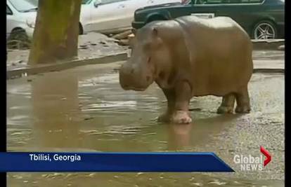 Poplave razorile zoološki vrt:  Gradom haraju divlje zvijeri