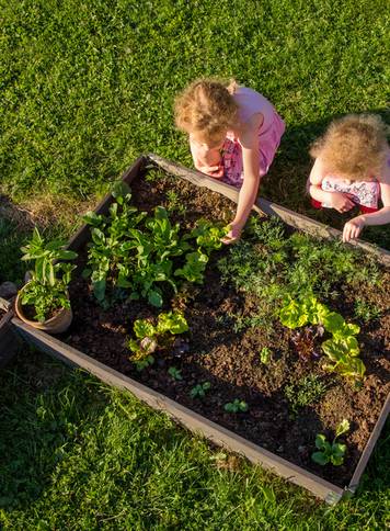 Children,At,Community,Garden,Picking,Lettuce,For,Eating.,Boxes,Filled