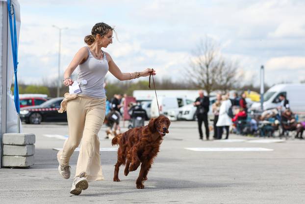 Zaprešić: Ispred Wesgatea održana međunarodna izložba pasa