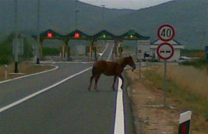 Konji istrčavaju na cestu ispred naplatnih kućica