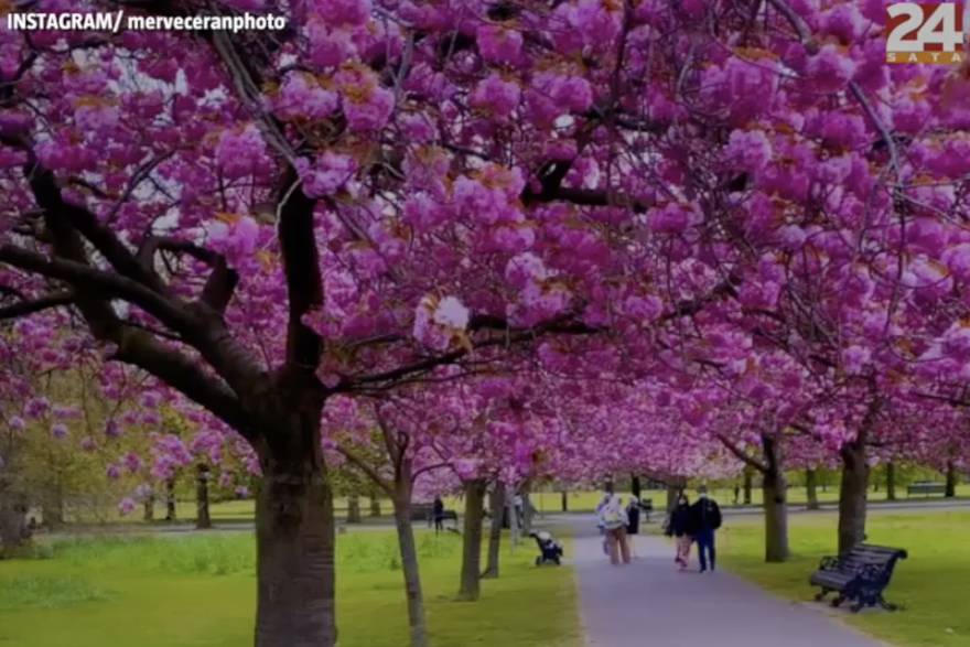 Procvale japanske trešnje u Londonu