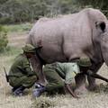 Veterinari su izvadili jajašca iz ženki ugroženog nosoroga