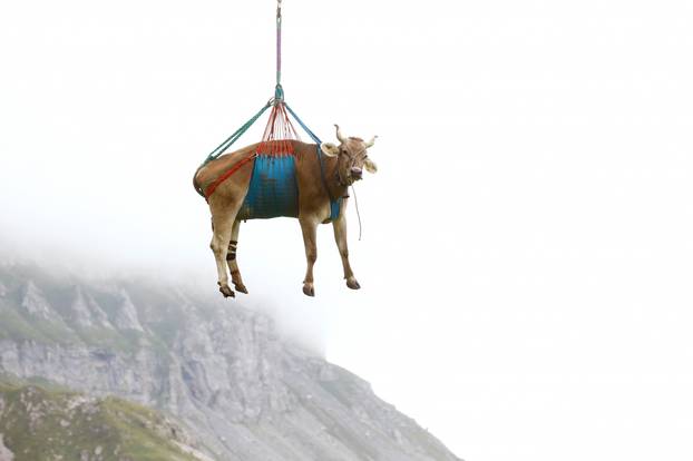 Cows are transported by helicopter near the Klausenpass