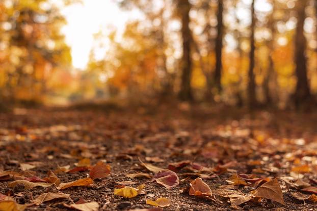 A rural road in the autumn forest is covered with fallen leaves.