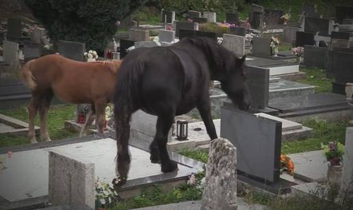 Krdo konja luta Likom i uništava sve pred sobom, čak i grobove. Vlasnik: 'Ne znam gdje su...'