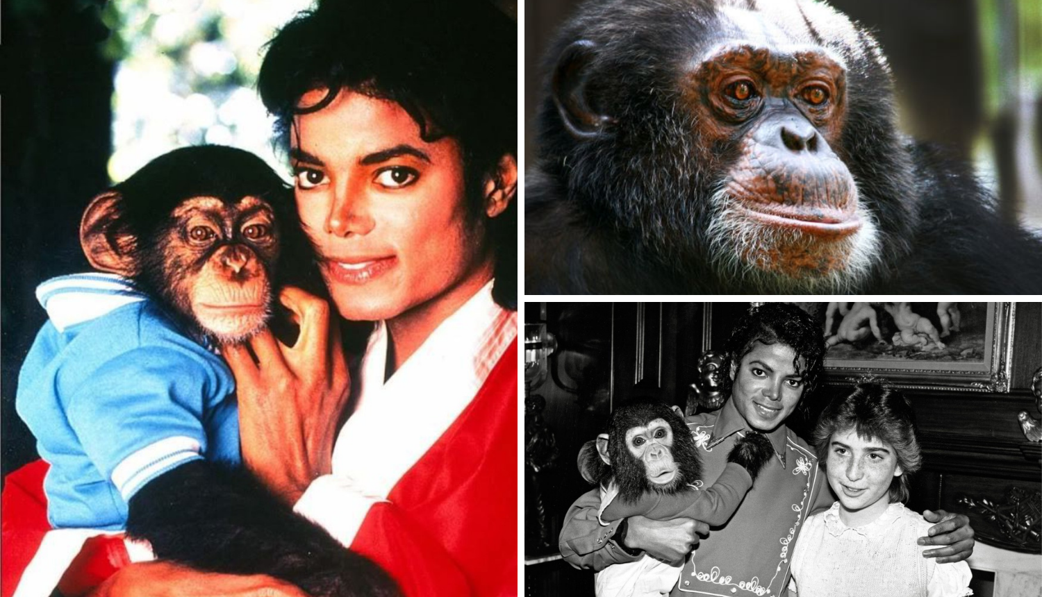 Tužna sudbina čimpanze 'Kralja popa': Ne podnosi kamere, a za njega moraju skupljati donacije