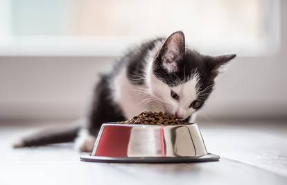 Najbolji vodič za hranjenje i prehranu mačića s Royal Canin hranom