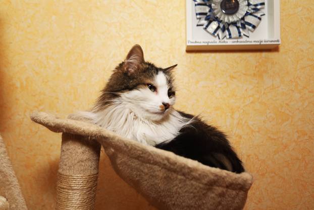 Miško ostaje prvi mačak Grada Rijeke i tijekom mandata Ive Rinčić