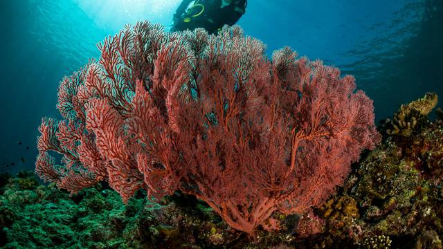 Od 2009. do 2018. nestalo čak 14% koraljnih grebena u svijetu