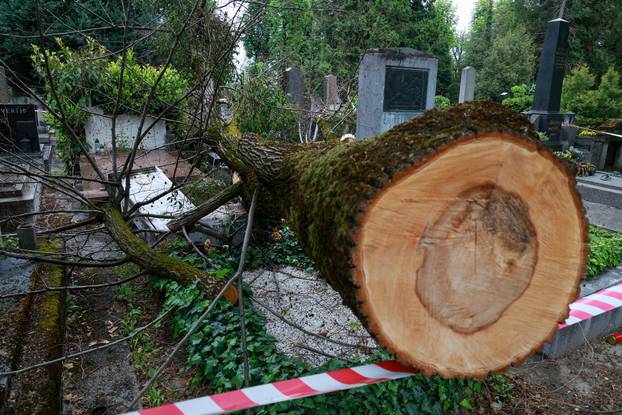 U oluji porušena stabla na Mirogoju napravila su veliku štetu