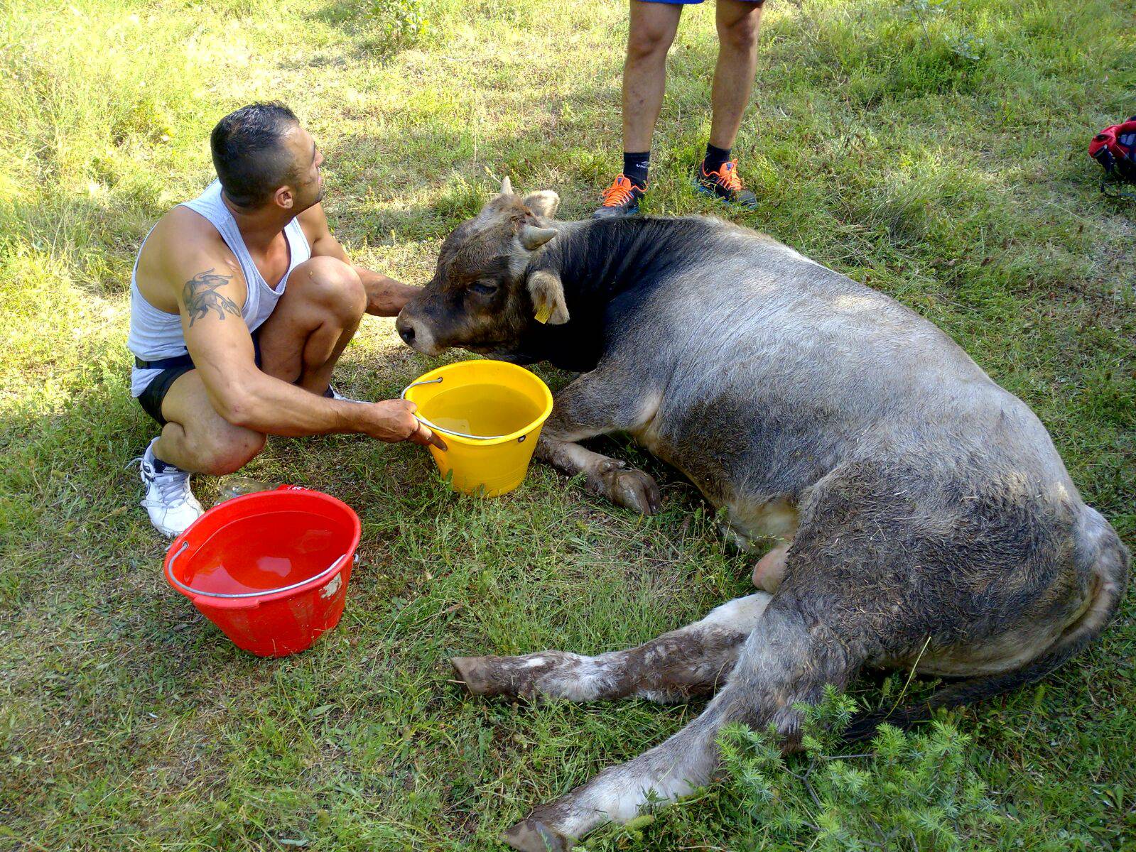 Kako je upao? Iz jame izvukli junca od čak 250 kilograma