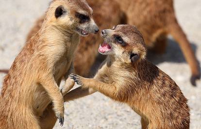 Valentinovo u ZOO-u Zagreb: Kako se vole crni, dlakavi, mali