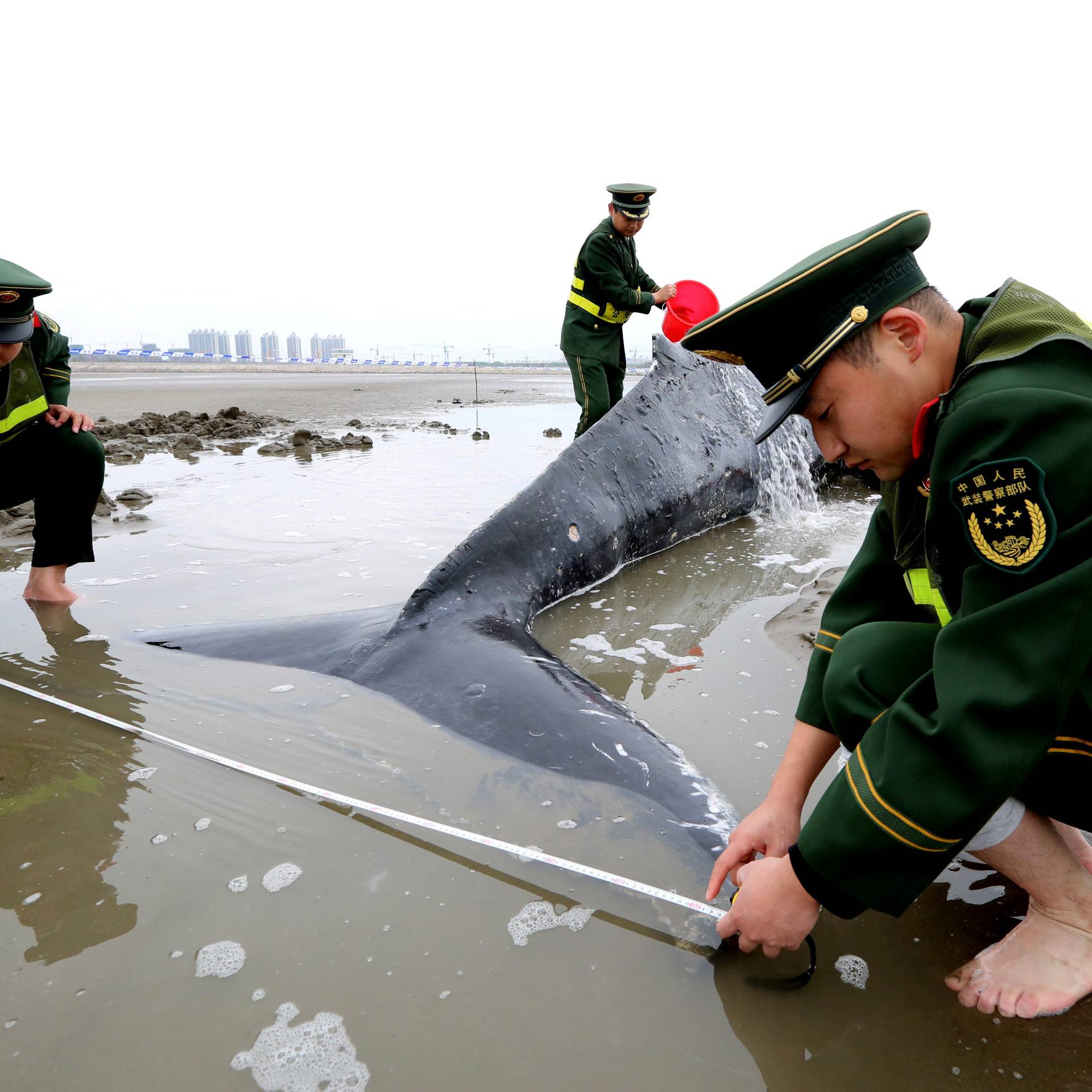 Chinese paramilitary policemen measure a stranded humpback whale at a beach in Qidong