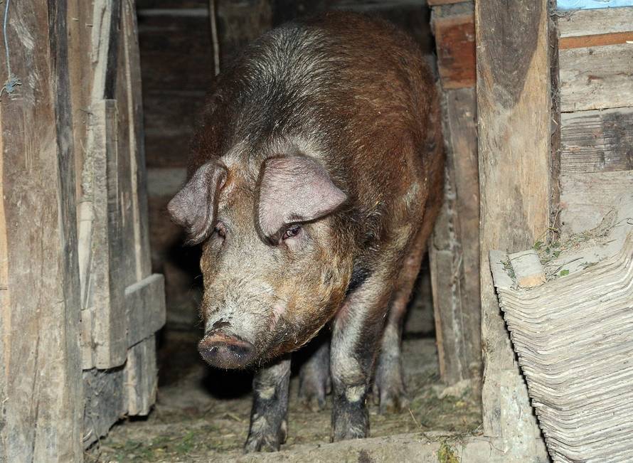 Željko Hladika/24sata