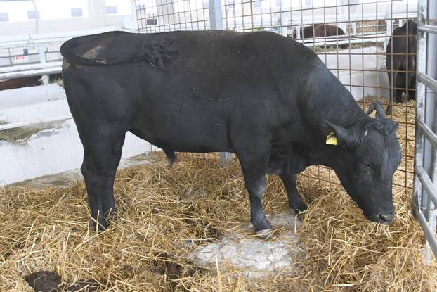 Gudovac: 32. izdanje međunarodnog jesenskog sajma