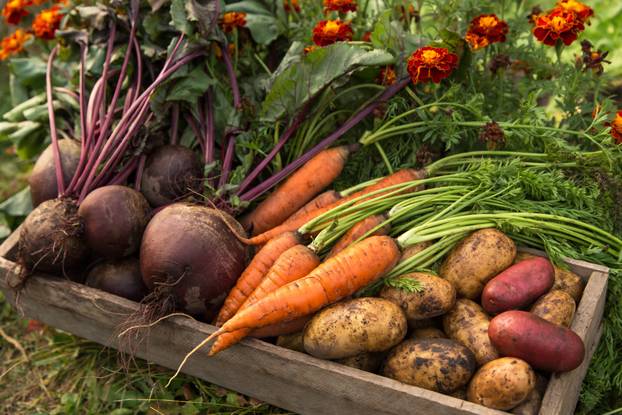 Organic,Seasonal,Root,Vegetables,In,Wooden,Box,In,,Harvesting,,Farming.