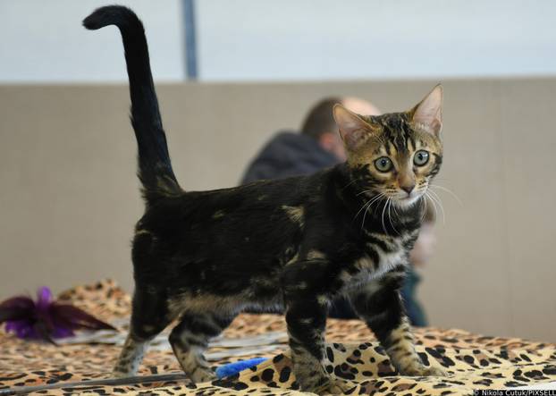 Otvorena revijalna izložba mačaka u Sisku 