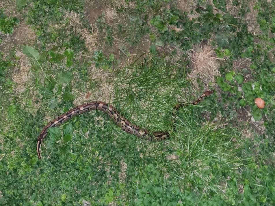 'Halo, piton nam je u dvorištu' Zmija im dogmizala do kuće u Zagrebu. Još ne znaju čija je