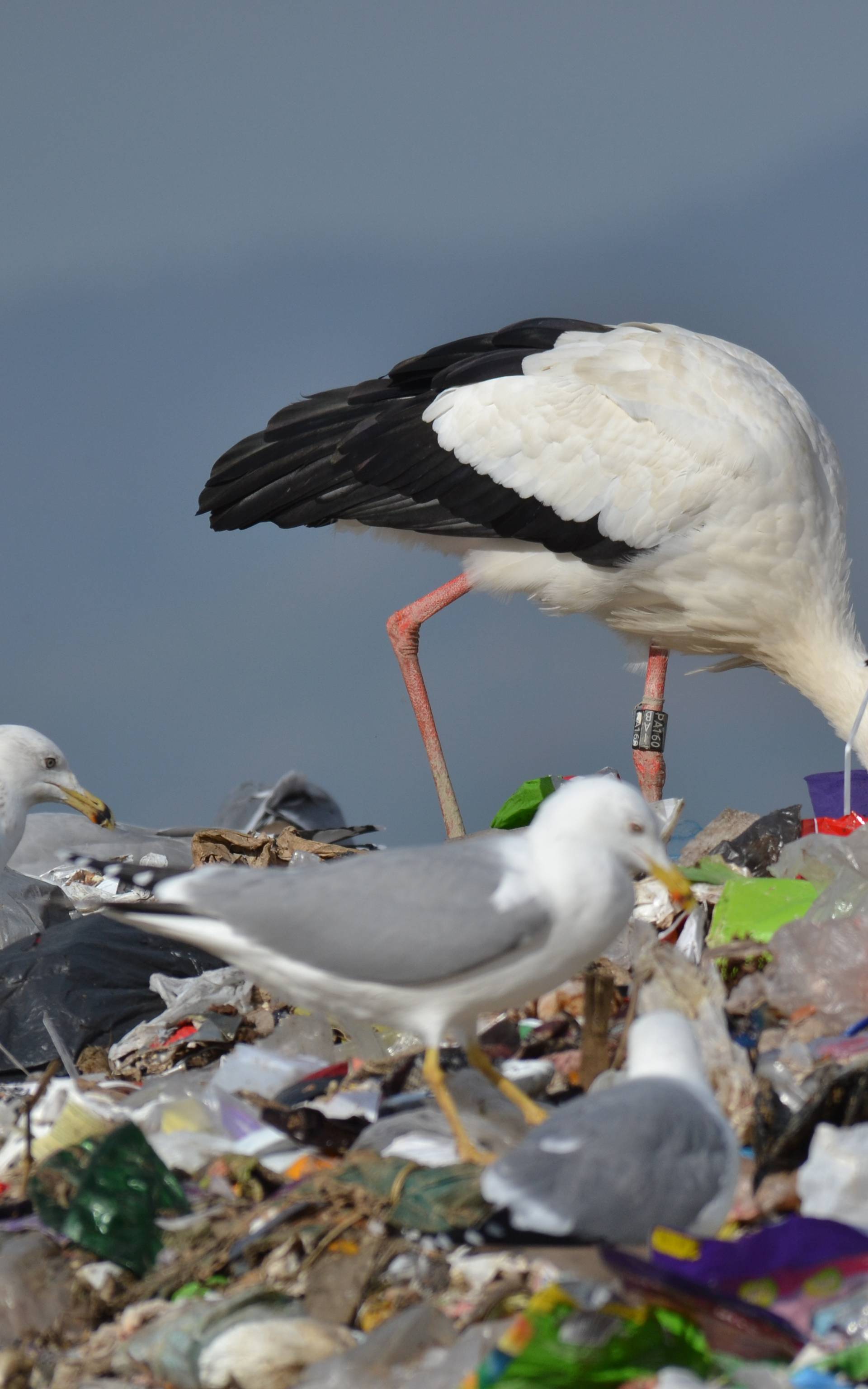 Svijet zagađuju i morske ptice: U njima se zna taložiti plastika