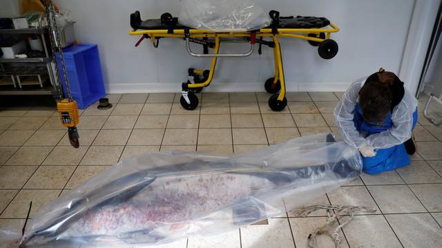 Dead dolphins are washing up on France's Atlantic coast in record numbers