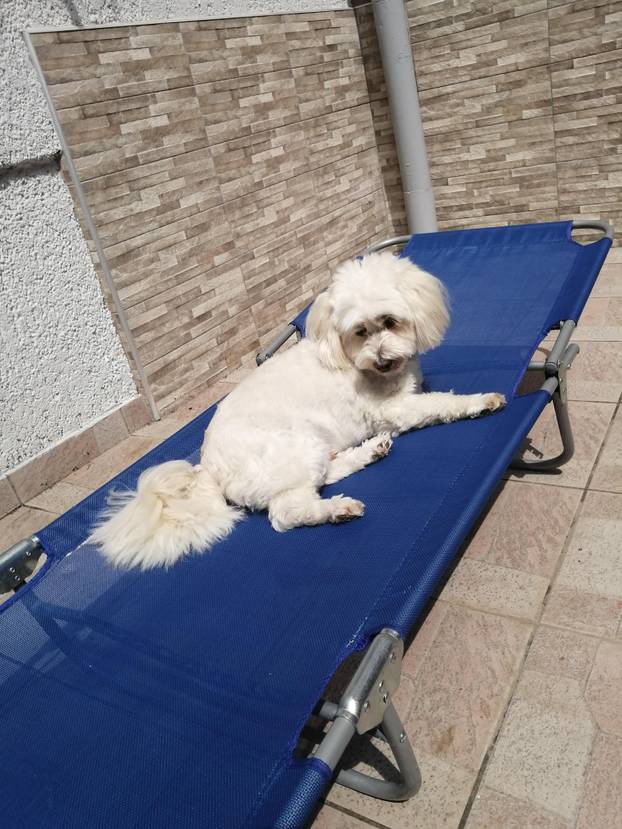 SUPER FOTKE vaših ljubimaca! Neki bi mogli biti viralni hit, ali svi su jednostavno neodoljivi