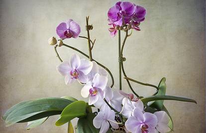 Trikovi za uzgoj orhideja: Da budu pune cvijeća, zdrave i jake