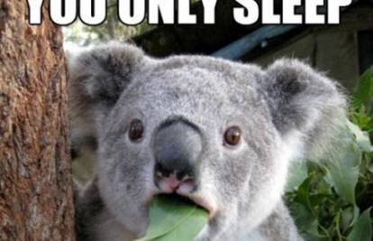 Koali nije jasno kako izdržite sa samo osam sati spavanja