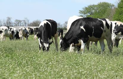 Tri milijuna kuna za potpore županijskim programima za sektor mliječnog govedarstva