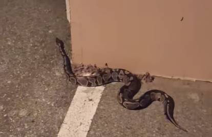 Lovac na zmije iz Zagreba: Vidio sam da je piton pobjegao i išao sam ga tražiti. Vraćen je vlasnici