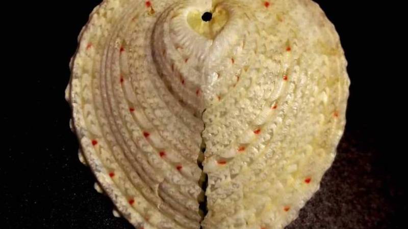 Valentinovo u Hrvatskom prirodoslovnom muzeju: Spoj ljubavi, znanosti i prirode