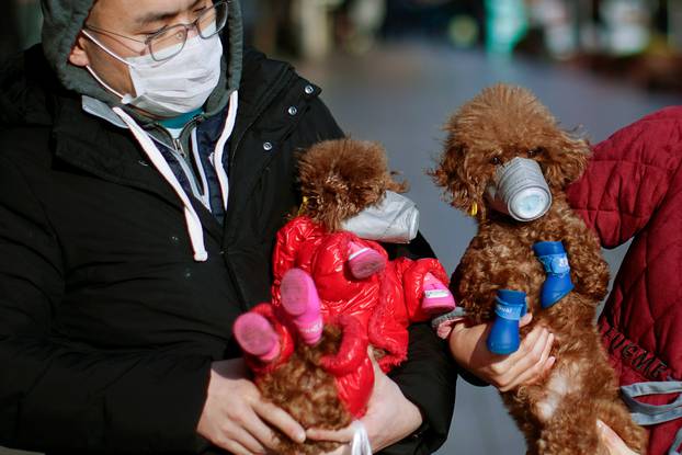 Dogs wearing masks are seen at a main shopping area, in downtown Shanghai
